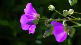 Purple Flower